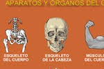 Aparatos y rganos del cuerpo humano.