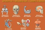 Aparatos y órganos del cuerpo humano