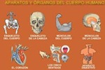 Aparatos y rganos del cuerpo humano